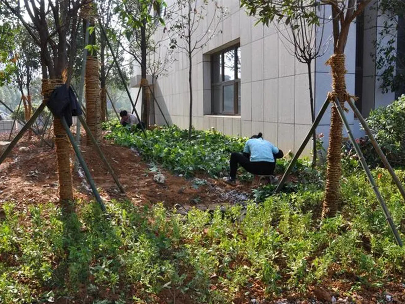 廣東公司園林綠化修剪項目